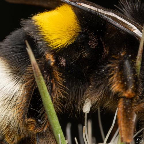 Bombus terrestris